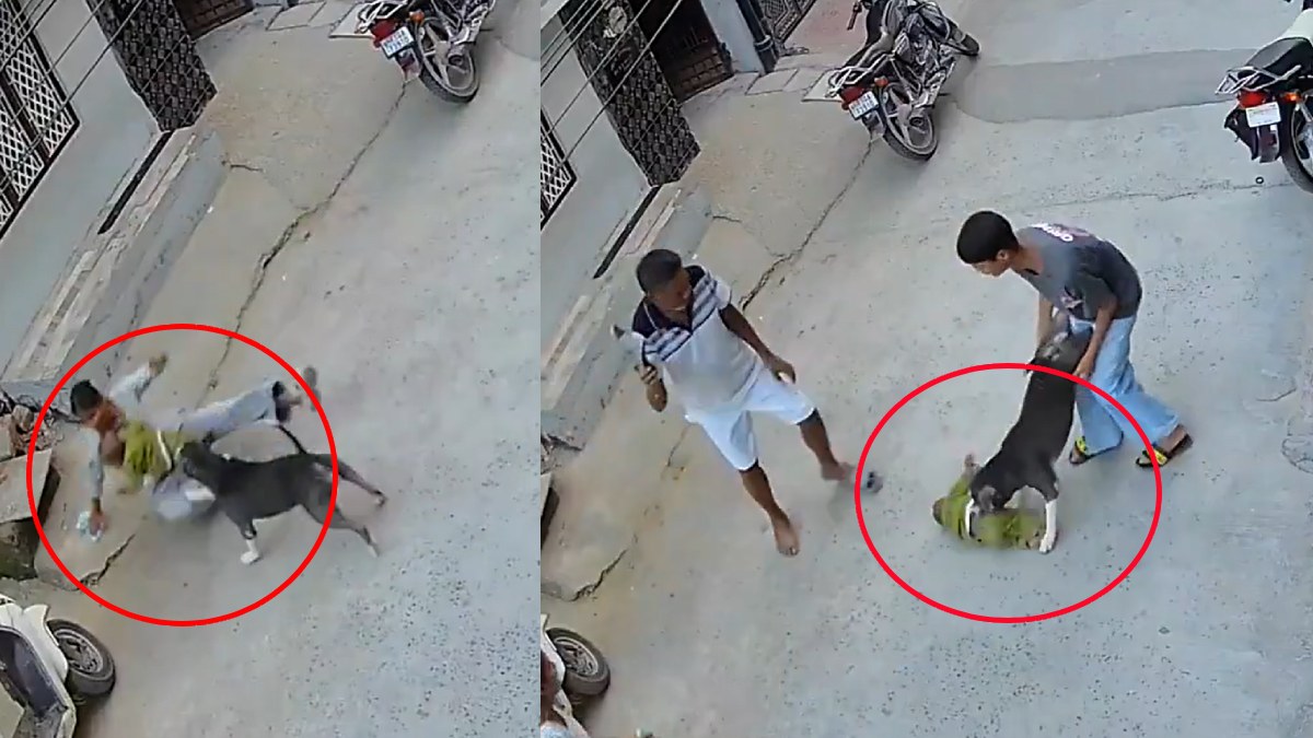 Pit Bull Attacks 6-Month-Old Baby in Sonipat | Photo Credit: https://x.com/teztarrardelhi