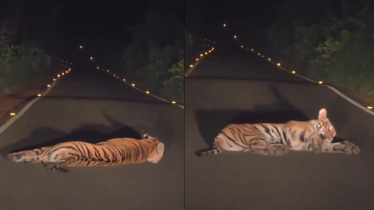 Tiger Spotted Resting on Highway in Tadoba, Leaving Travellers Amazed