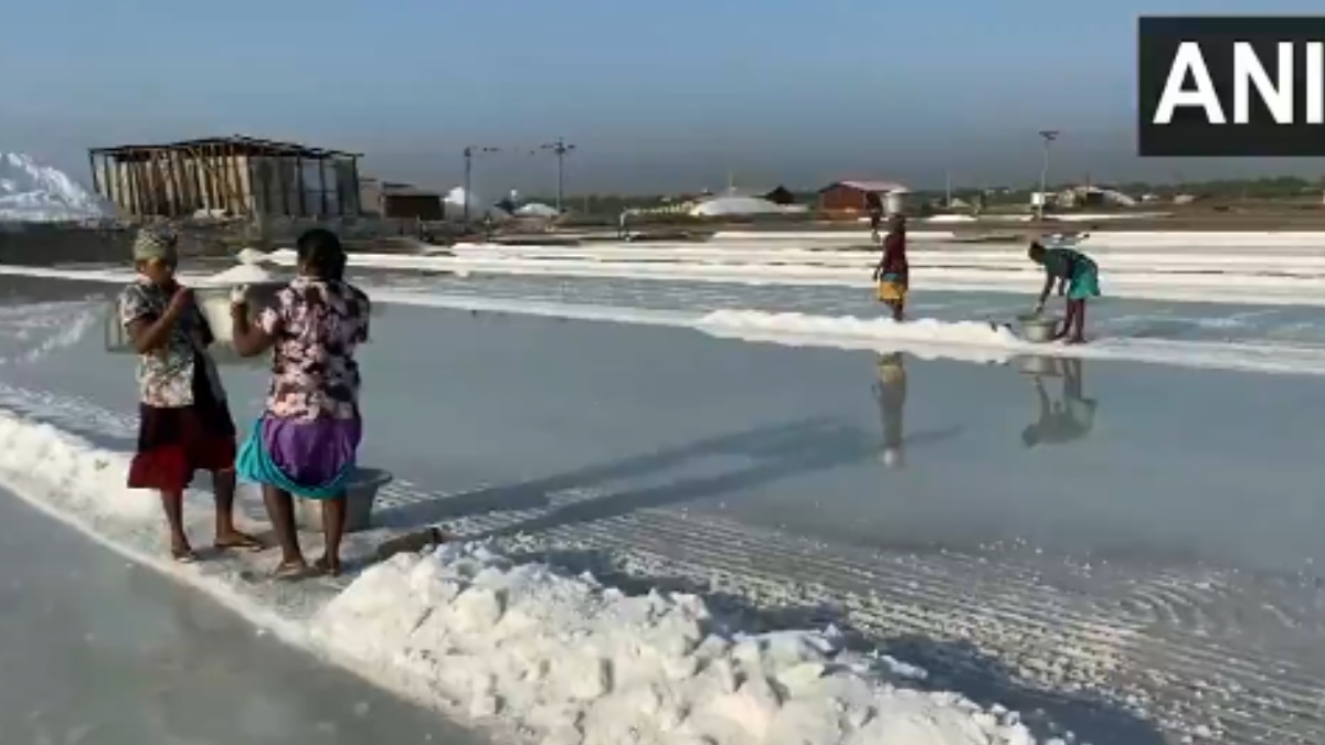 Tamil Nadu Salt Production Rises in Thoothukudi | Photo Credit: https://x.com/ANI