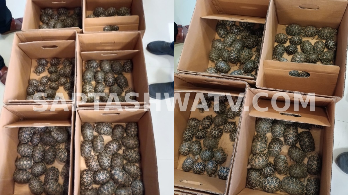 180 Live Indian Star Tortoises Seized in Bengaluru; Accused Reveals Shocking Trafficking Network Details