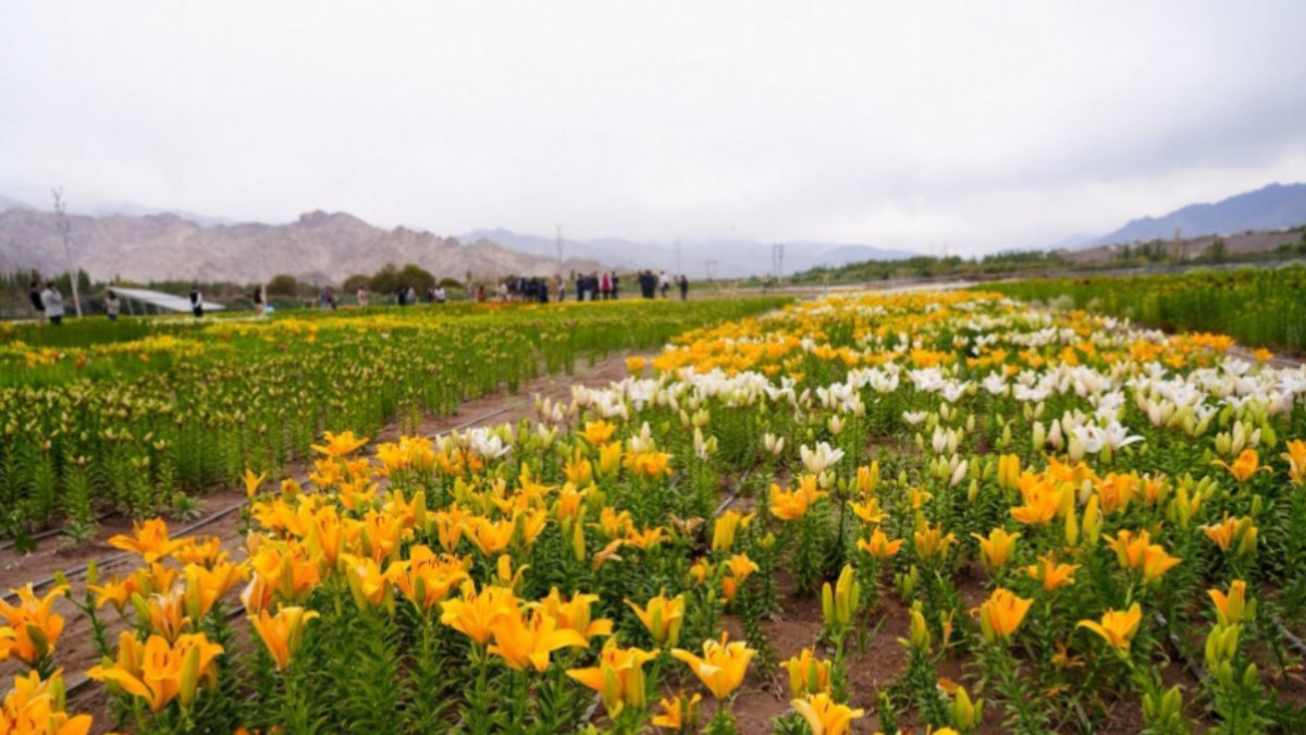 Leh Gets A New Tourist Attraction: Twin Flower Fields At 10,600 Feet