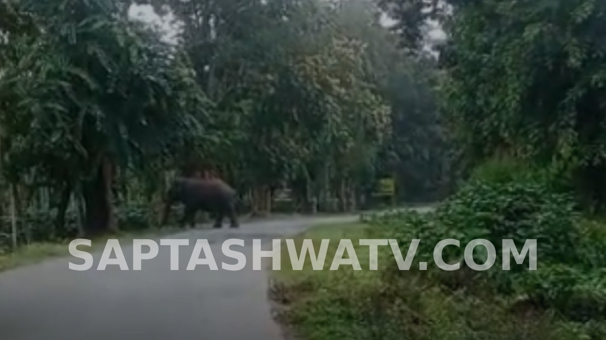 Chikkamagaluru: Lone Wild Elephant Spotted on State Highway, Commuters Alarmed