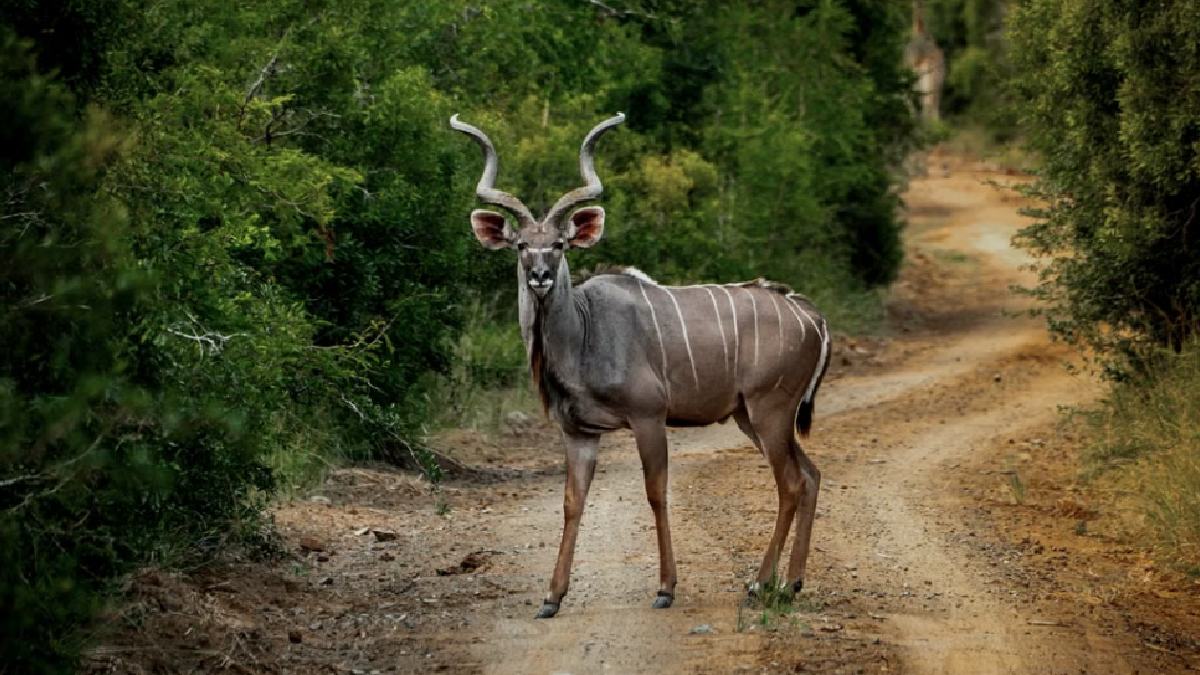 Wildlife Adventures: 10 Incredible Destinations Every Animal Lover Should Explore