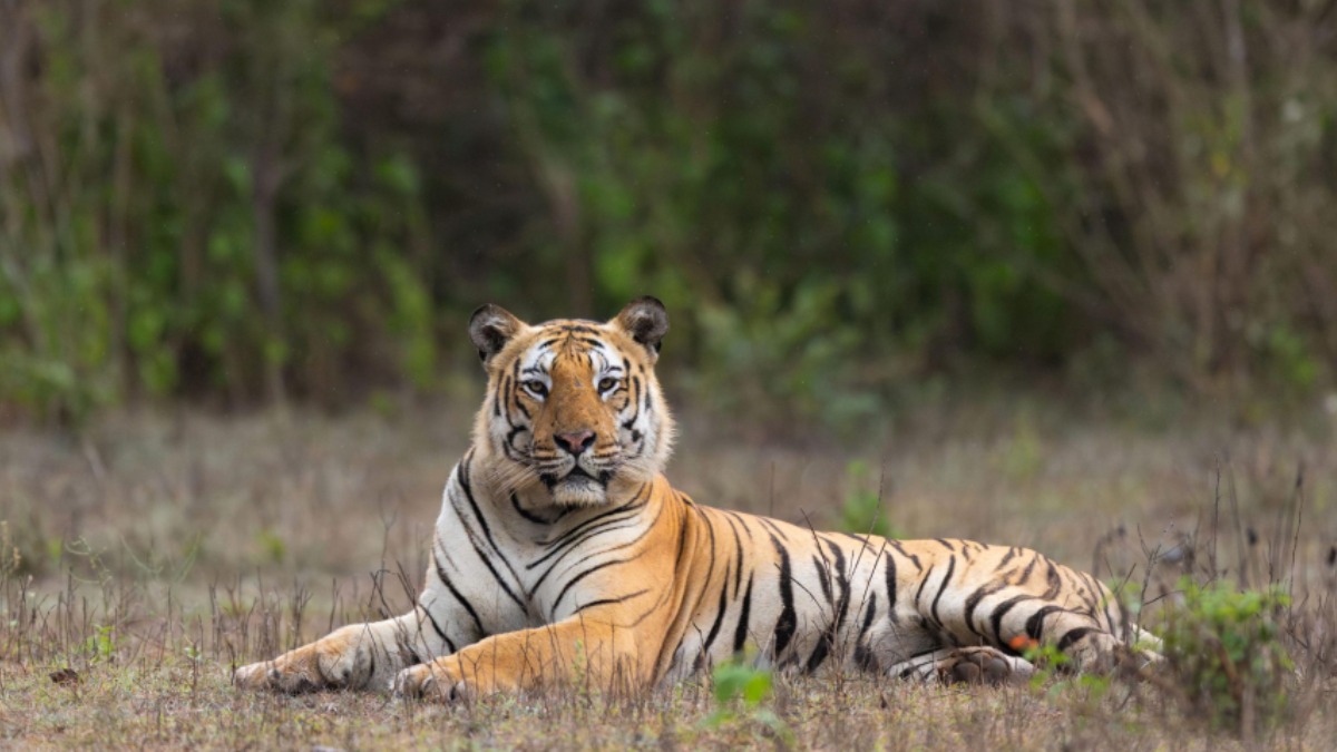 Bandipur Safari
