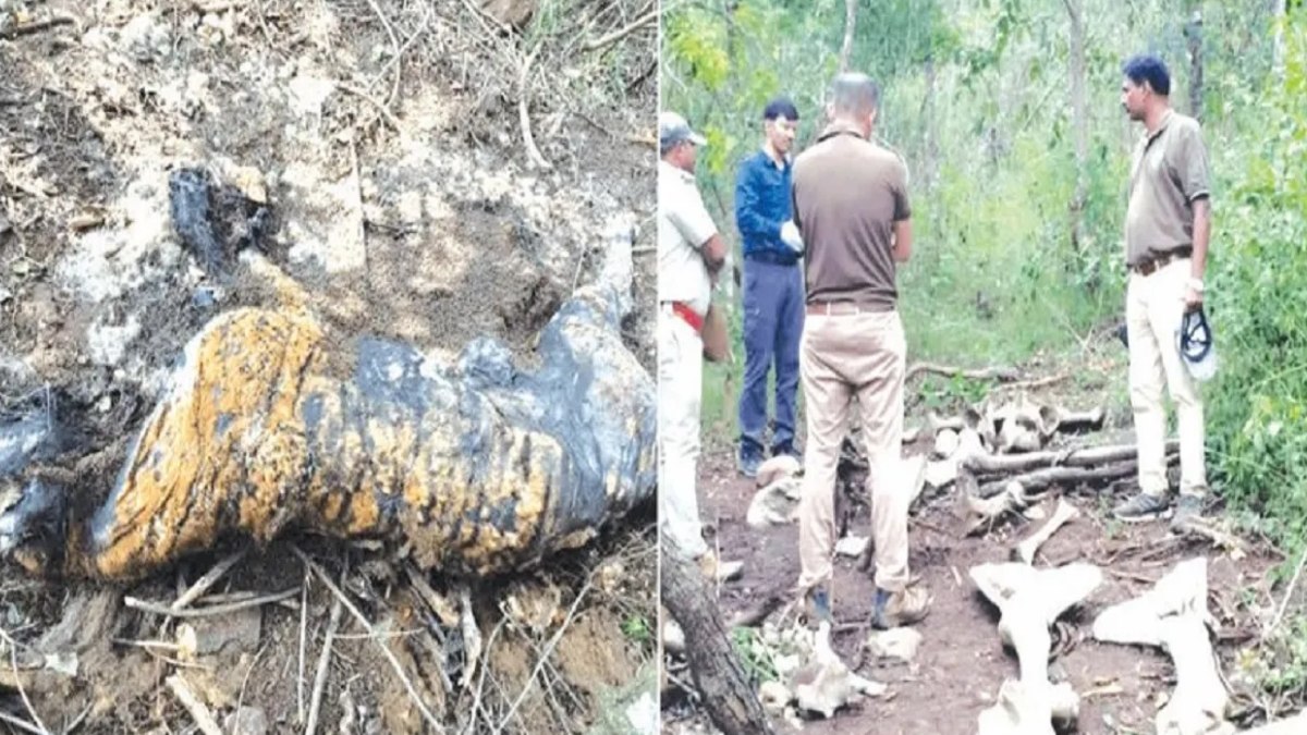 Bandipur Tiger Reserve: Tiger Dies in Snare, Elephant Found Without Tusks