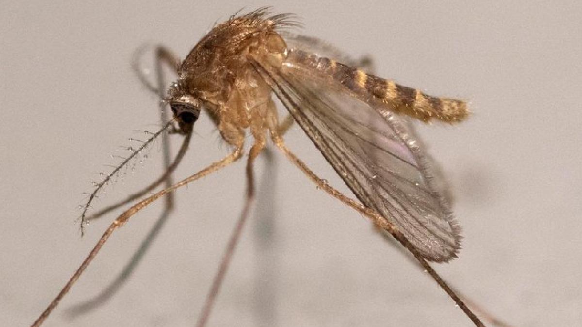 Bangladesh Dengue Outbreak Worsens: Cases Cross 90,000, Death Toll Hits 281