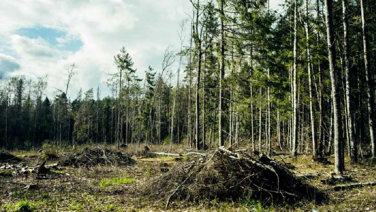Bihar highway widening project through forest land. | Photo Credit: https://www.pexels.com/