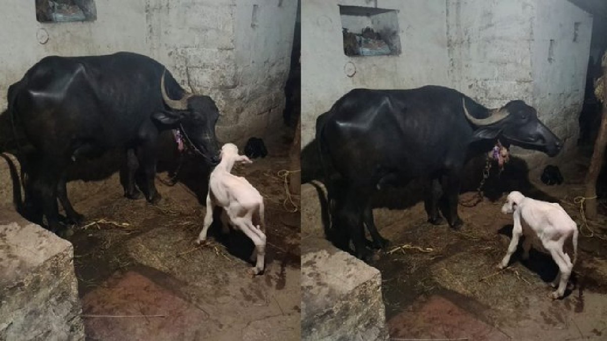 Black Buffalo Gives Birth to White Calf