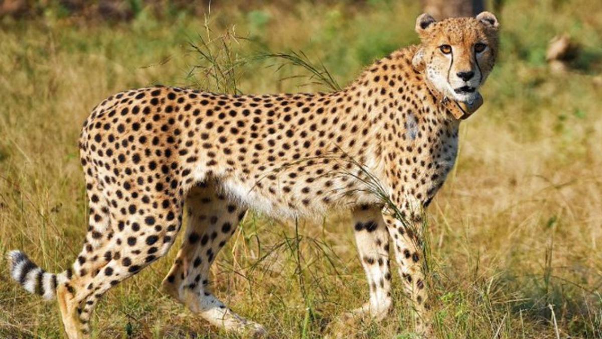 19-Month-Old Cheetah Cub Shot Dead
