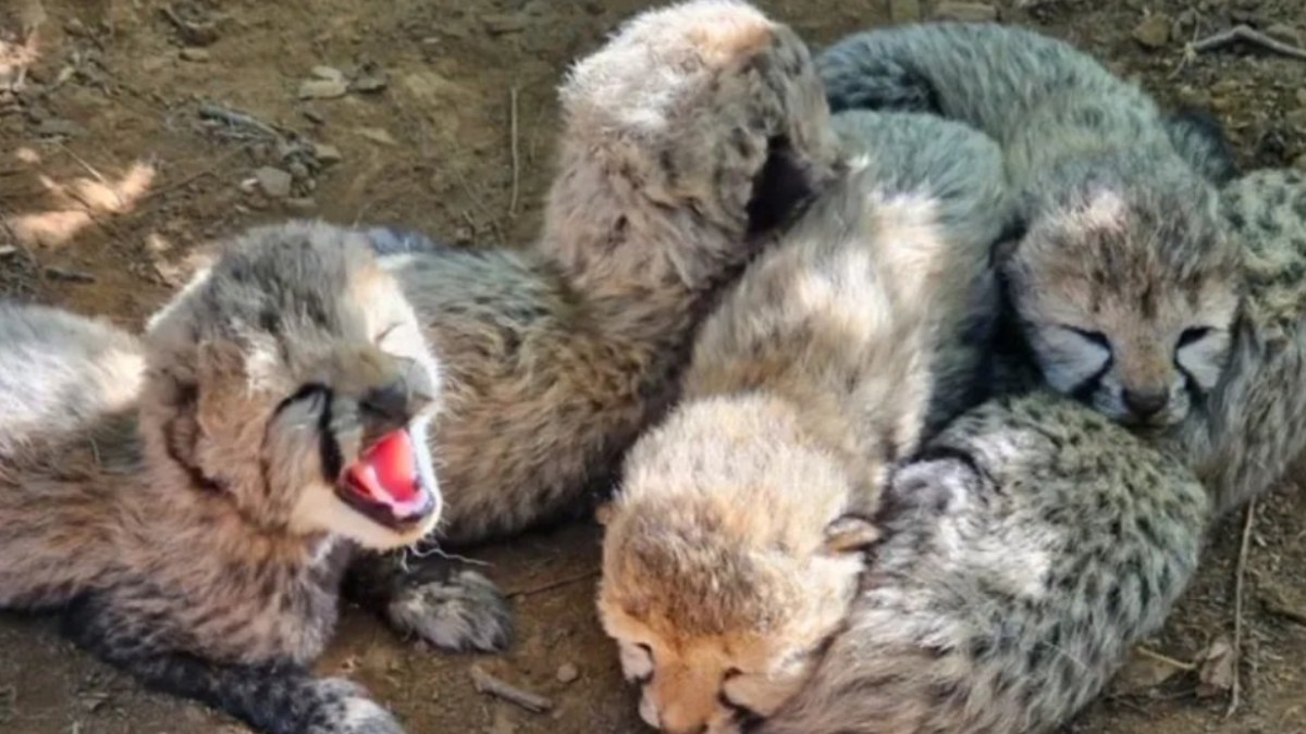 Kuno National Park Welcomes Five Cheetah Cubs as India’s Count Reaches 60