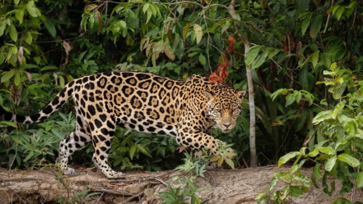 Madhya Pradesh Village on Edge After Two Cheetahs Kill Calves Near Home