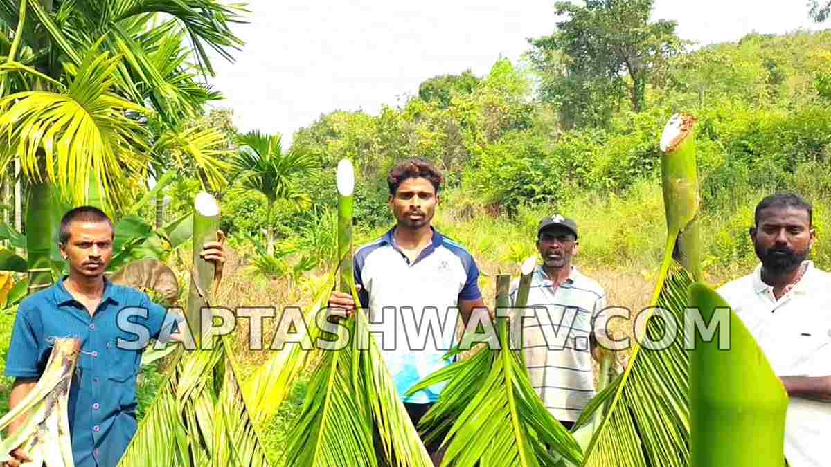 150 Arecanut Plants Cut Down in Tarikere