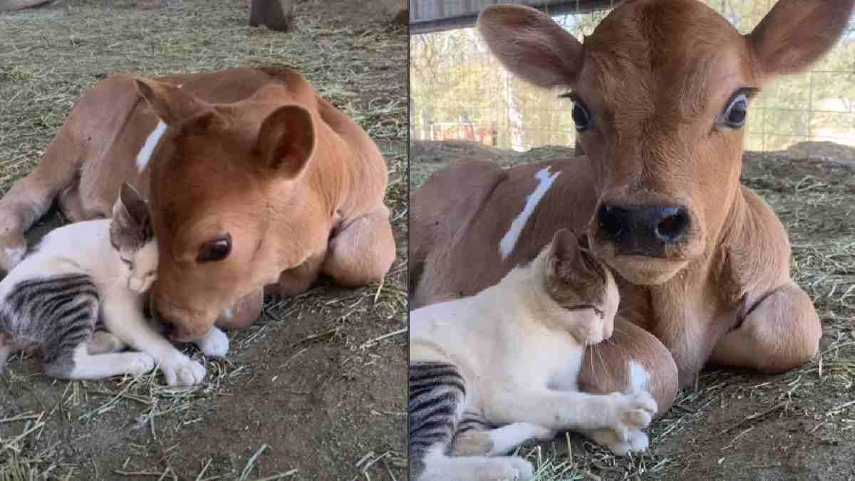 ಕರುವಿನ ಜತೆಗೆ ಫ್ರೆಂಡ್‌ಶಿಪ್ ಬೆಳೆಸಿದ ಬೆಕ್ಕು, ಮುದ್ದಾದ ವಿಡಿಯೋ ವೈರಲ್!!