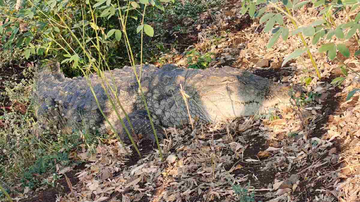 8-Foot Crocodile Captured in Janwada After Two-Hour Operation