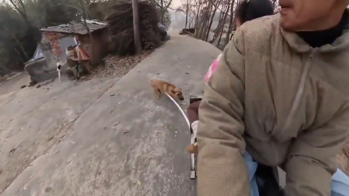 Chinese Man’s Bizarre Bicycle Hack To Stop Stray Dogs Chasing Him Leaves Internet Stunned