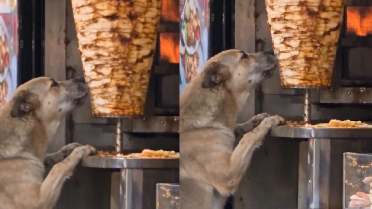 Street dog licking shawarma meat outside a food stall