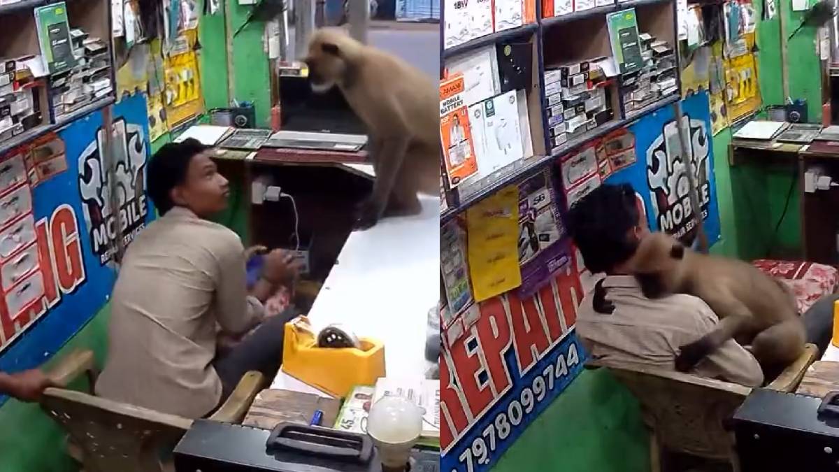 nternet Falls in Love With Grey Langur That Hugs Mobile Store Owner