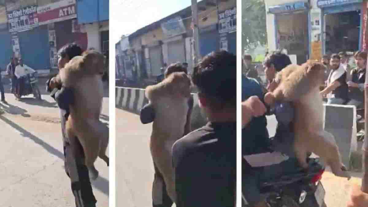 Palwal Monkey Captured After 6 Months