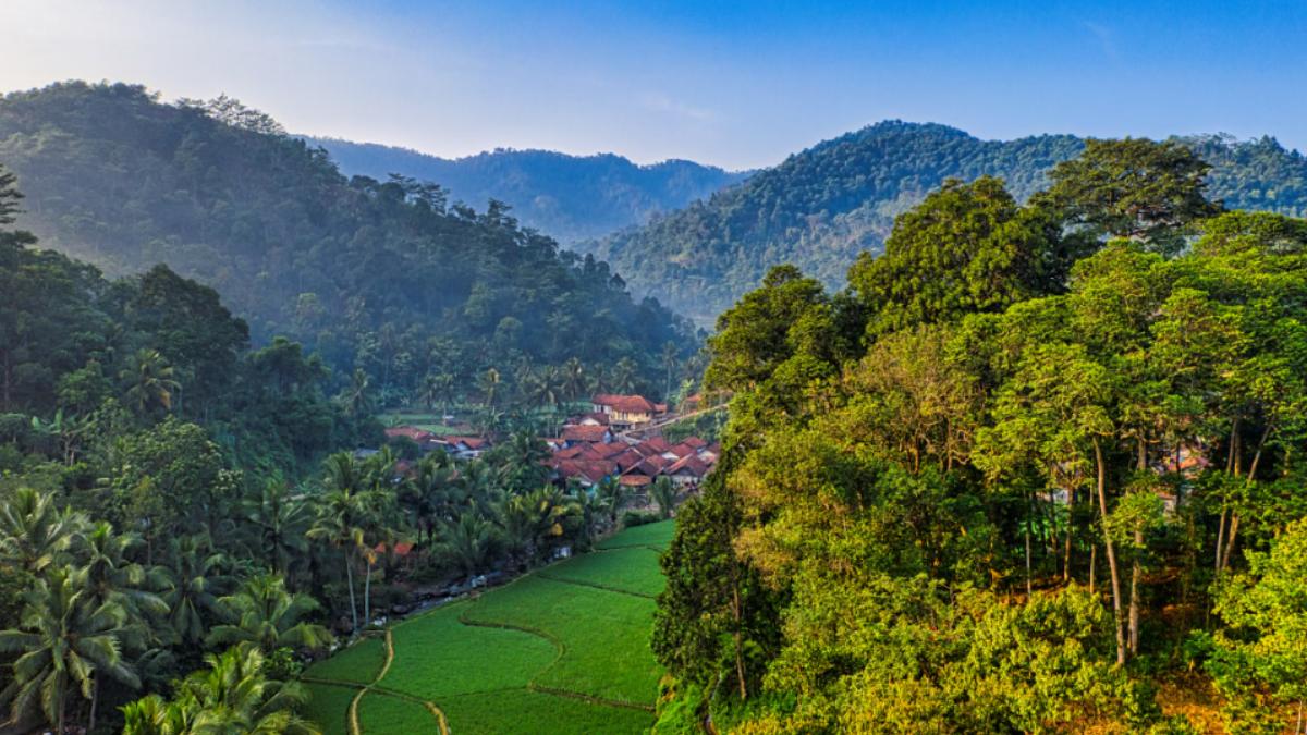 Leonardo DiCaprio Supported Fund To Protect Indonesia's Leuser Ecosystem