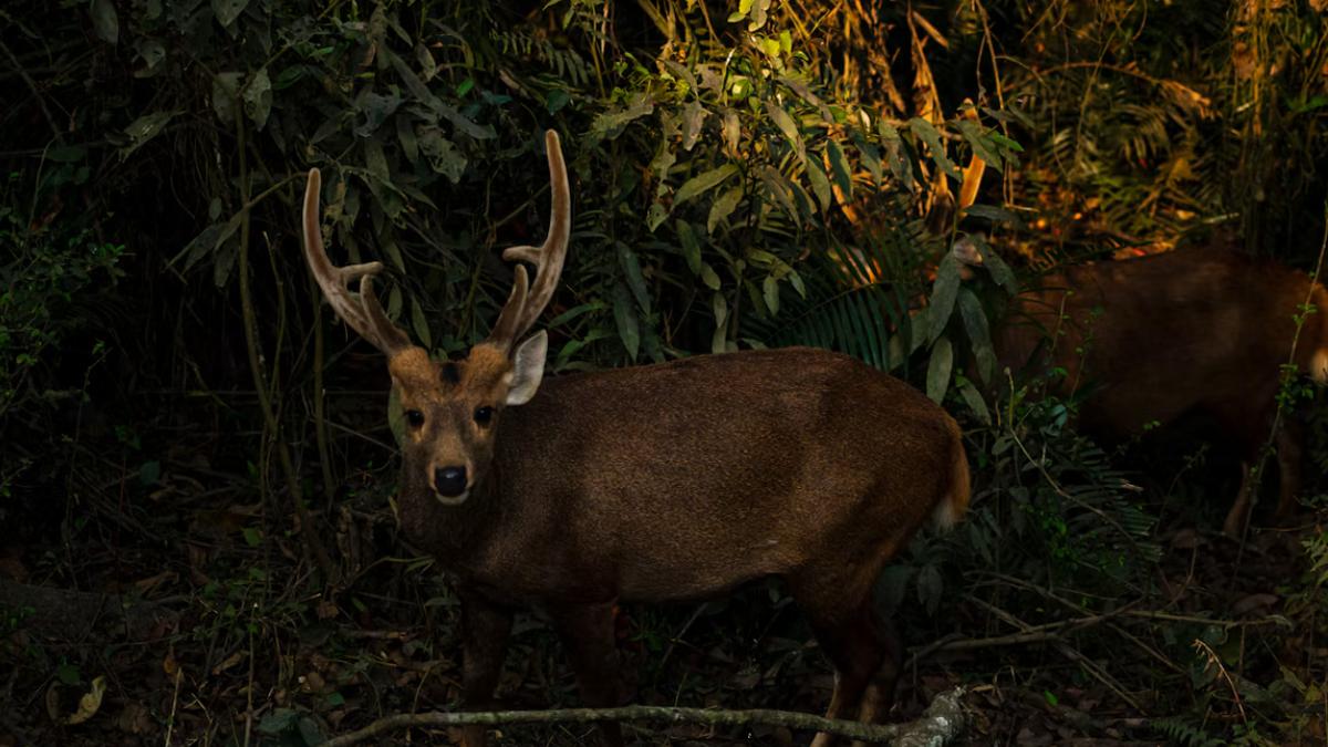 Kaziranga National Park Reopens: Safari Timings, Ranges And Rides | Photo Credit: unsplash