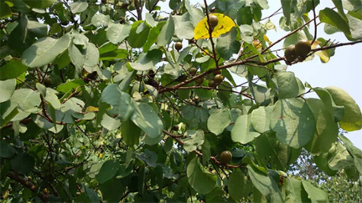 Kendu Leaves
