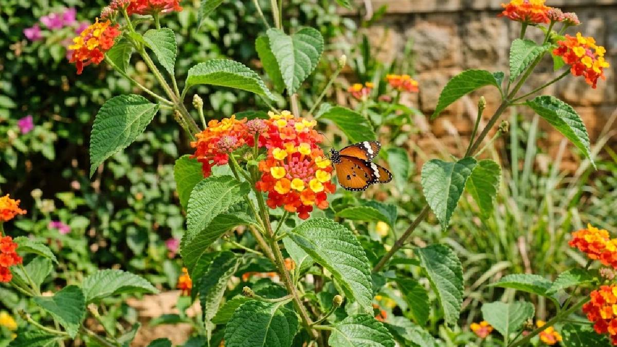 ಹೂವಿನ ಸೌಂದರ್ಯದ ಹಿಂದೆ ಅರಣ್ಯಗಳಿಗೆ ಅಪಾಯ - ಭಾರತದ ಕಾಡುಗಳಲ್ಲಿ ವೇಗವಾಗಿ ಹರಡುತ್ತಿದೆ ಲಂಟಾನಾ!!