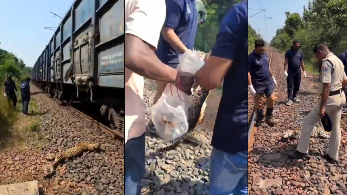 When Development Kills Wildlife: The Troubling Toll on the Gondia–Ballarshah Railway Line