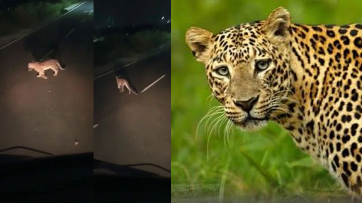 Leopard Spotted Near Bengaluru