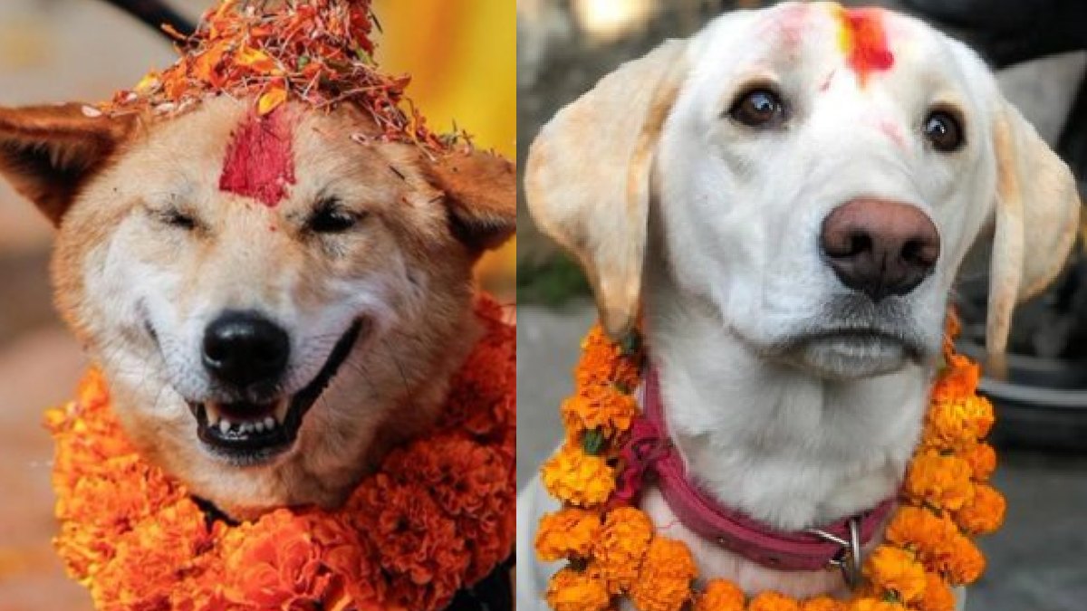 ಬೀದಿ ನಾಯಿಗಳಿಗೂ ರಾಜಮರ್ಯಾದೆ - ನೇಪಾಳದ ಈ ವಿಶಿಷ್ಟ ಹಬ್ಬದ ಆಚರಣೆ ನೋಡಿದರೆ ಅಚ್ಚರಿಯಾಗುತ್ತೆ!!