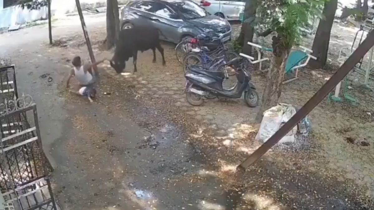 Raipur Bull Attack: Man Attacked While Holding Child, Shocking CCTV Footage Emerges
