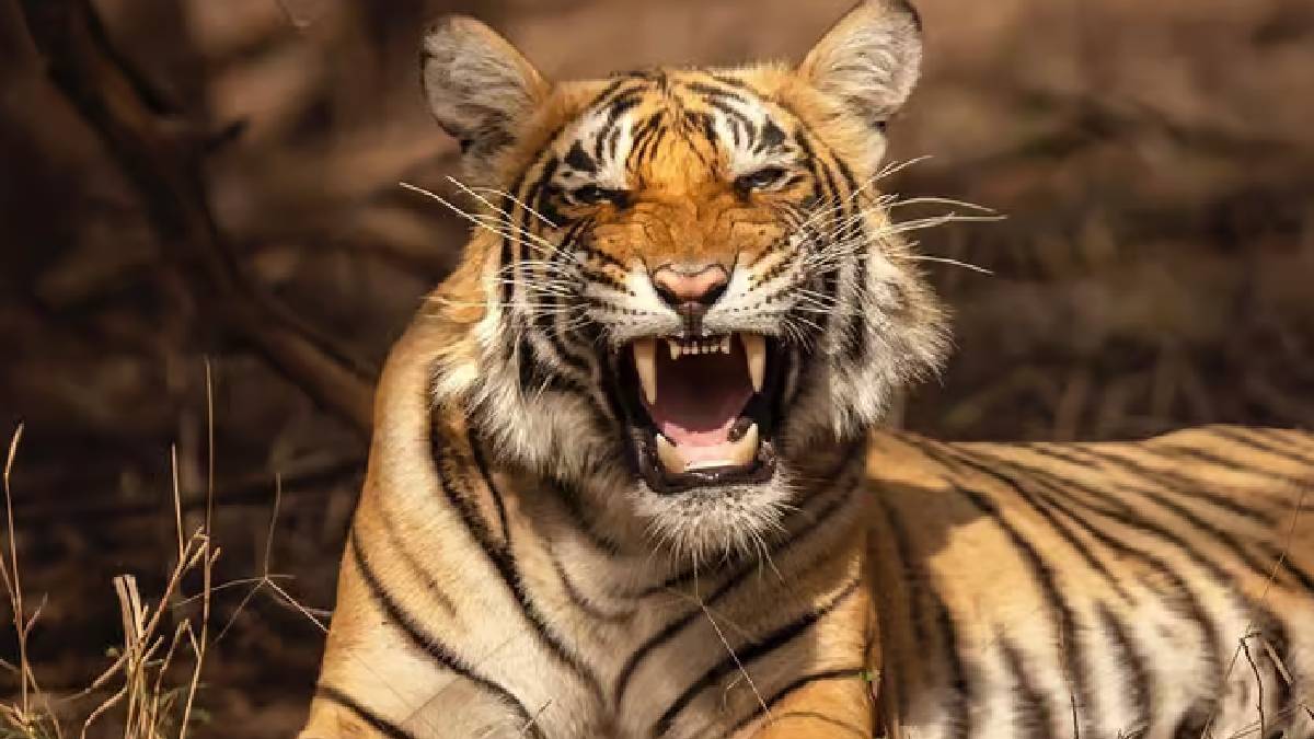 ರಣಥಂಬೋರ್‌ನಿಂದ ಗಿರ್‌ವರೆಗೆ ಪ್ರವಾಸಿಗರ ದಂಡು - ಕಾಡು ಸಫಾರಿಗೆ ಹೆಚ್ಚಿದ ಕ್ರೇಜ್!!