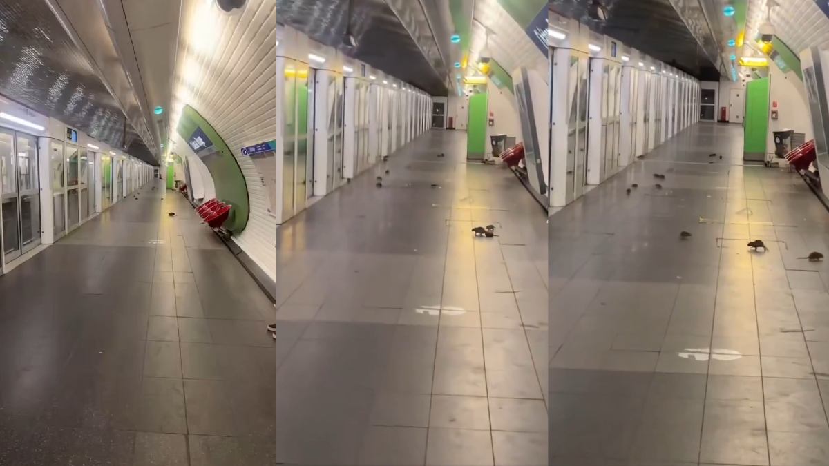 Paris Metro Rat Invasion | Photo Credit: x.com/AlertaMundoNews