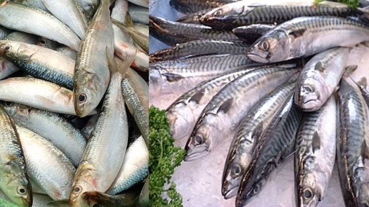 Fish Price Shock in 2027? El Niño Threatens Sardine and Mackerel Supply Across India
