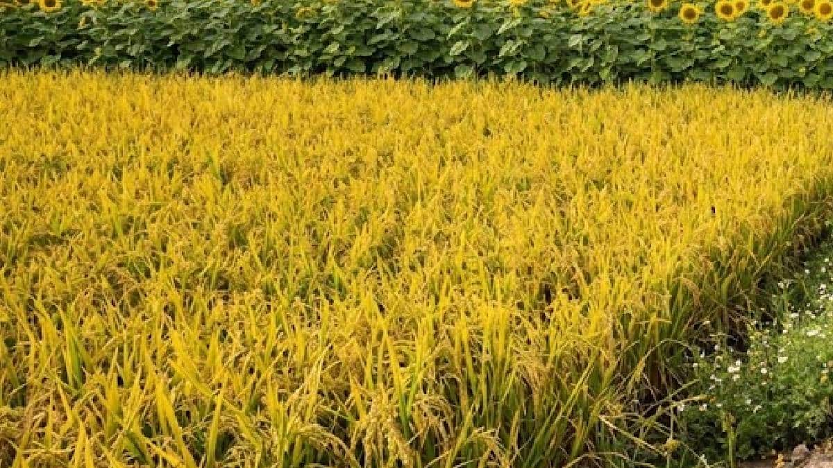 ರೈತರ ಬದುಕಿನೊಂದಿಗೆ ಬೆಸೆದುಕೊಂಡಿರುವ ಭೂಮಿ ಹುಣ್ಣಿಮೆ - ಪೂಜೆ, ನೈವೇದ್ಯ ಮತ್ತು ಸಂಪ್ರದಾಯಗಳ ಸಂಪೂರ್ಣ ಮಾಹಿತಿ!!