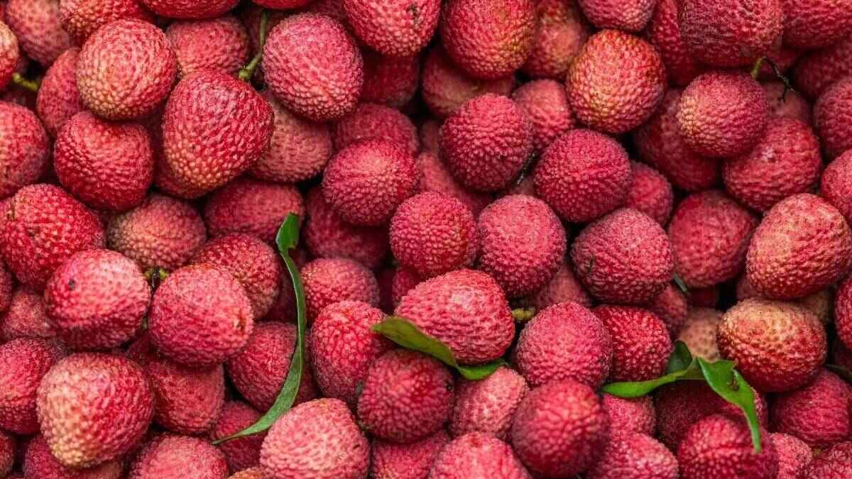 ಲಿಚ್ಚಿ ತಿನ್ನುವವರು ಈ ನಗರದ ಹೆಸರು ತಿಳಿಯಲೇಬೇಕು - ವಿಶ್ವದ ಲಿಚ್ಚಿ ರಾಜಧಾನಿ ನಮ್ಮದೇ ದೇಶದಲ್ಲಿದೆ!!