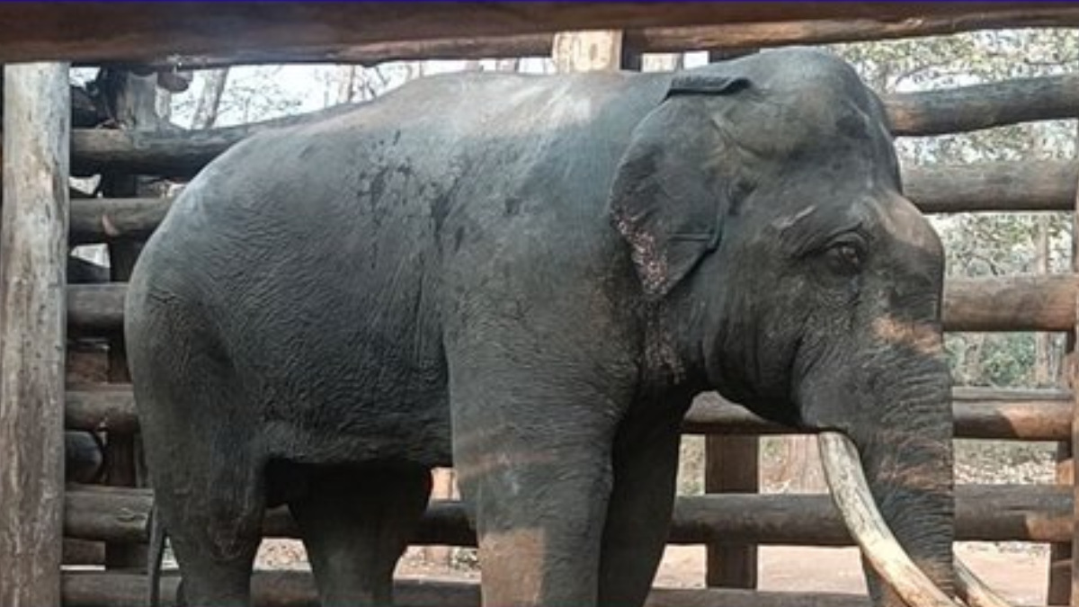 Shivamogga: ‘Shaurya’ Elephant Dies at Sakrebailu Camp After Prolonged Leg Injury