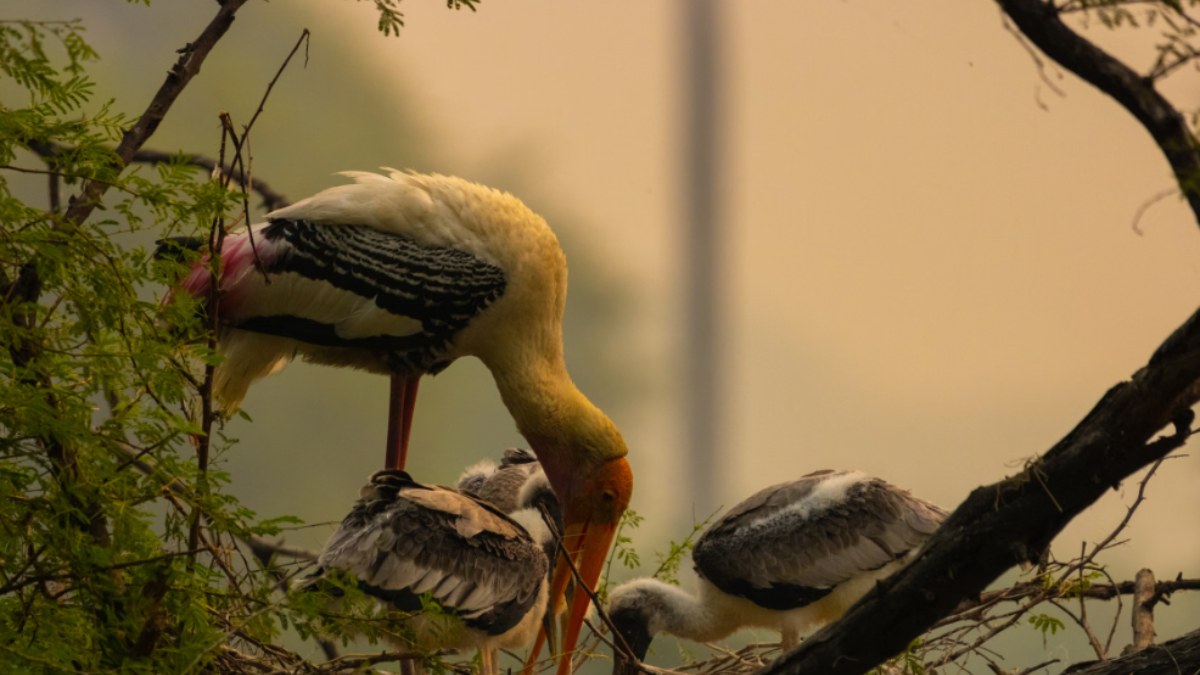 Migratory birds gathering at an Indian wetland during the winter season