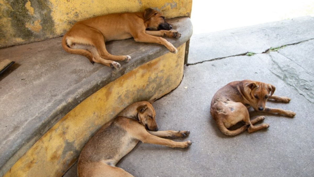 MP Horror: 3-Year-Old Girl Dies After Stray Dog Attack in Ratlam