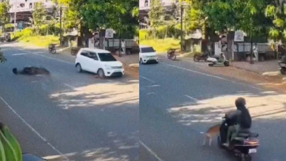 Stray Dog Suddenly Runs Across Road, Scooter Rider Takes Hard Fall; Viral Video Sparks Street-Dog Safety Debate
