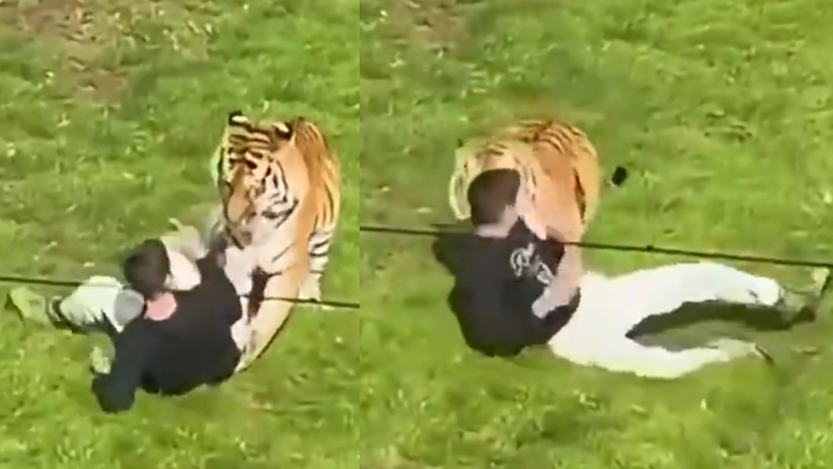 Yorkshire Wildlife Park Tiger Attack: Man Dies After Entering Enclosure