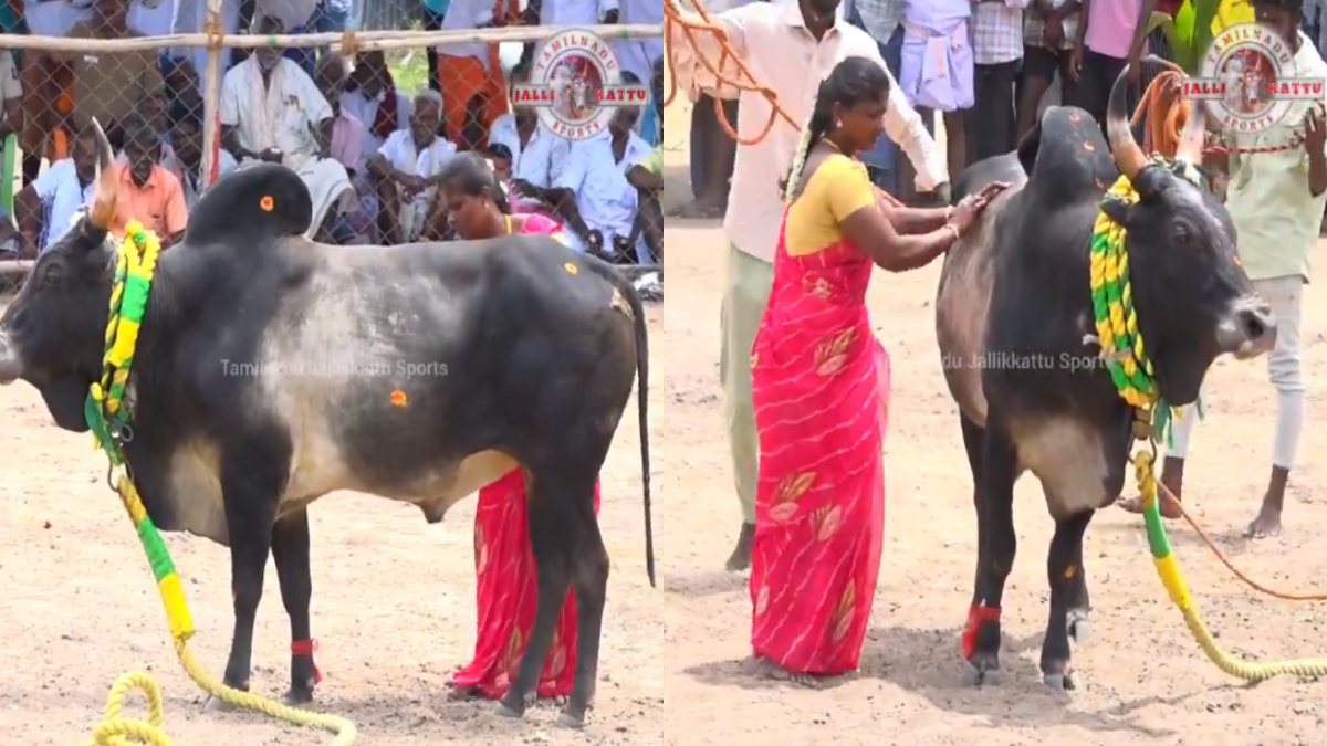 Senthanendal Vadamaadu Manjuvirattu 2026