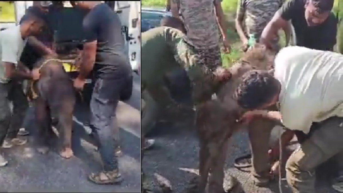 Wild elephant rescued from an abandoned well in Thrissur using an excavator.