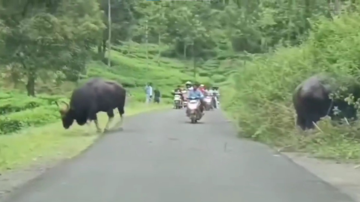 Wild elephants charge at two-wheeler riders in Valparai, Coimbatore.