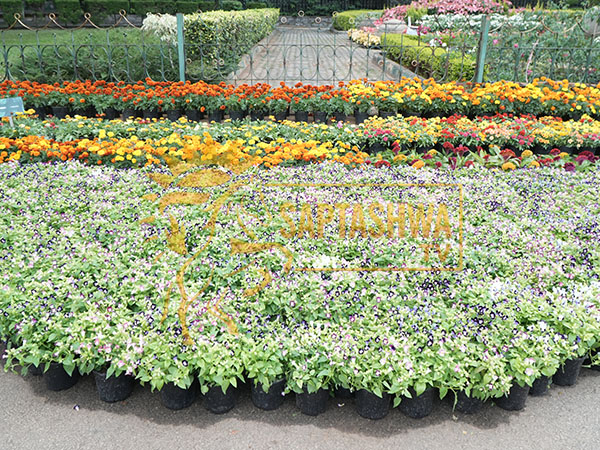 Cubbon Park Flower Show Bengaluru 2025; See Photos