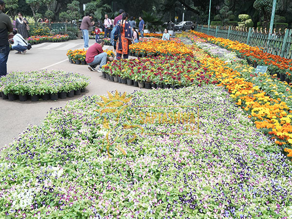 Cubbon Park Flower Show Bengaluru 2025; See Photos