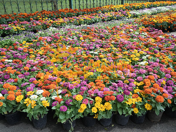 Cubbon Park Flower Show Bengaluru 2025; See Photos